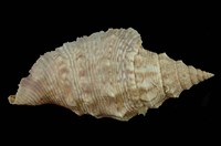 藏品(緋袖鳳凰螺)的圖片